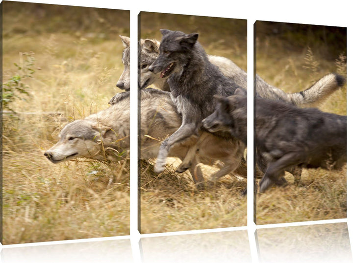 Pixxprint Tobendes Wolfsrudel als Leinwandbild | Grösse: 3 Teilig (120x80) | Wandbild| Kunstdruck |