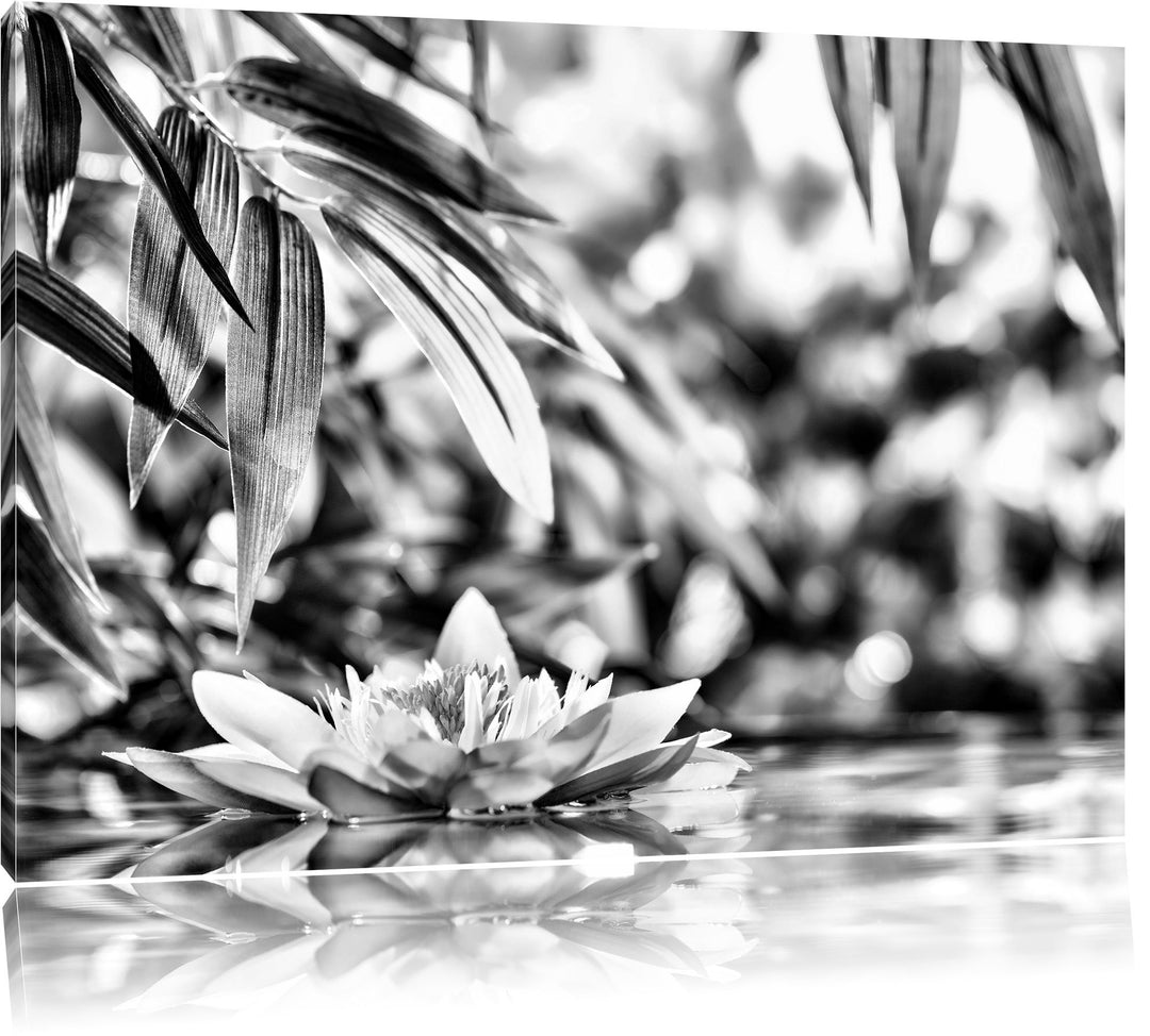Pixxprint Weisse Seerose im Wasser Wellness als Leinwandbild/Grösse: 100x70 / Wandbild/Kunstdruck/fe