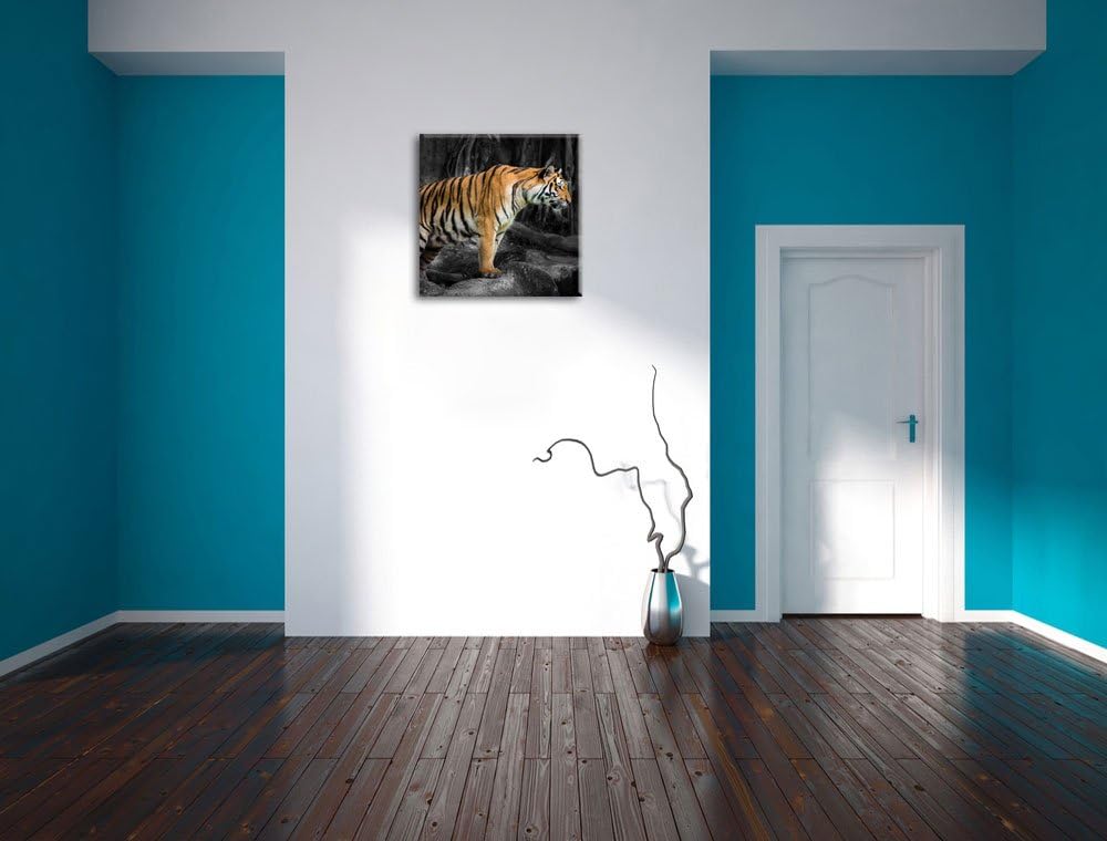 Pixxprint knurrender Tiger auf Steinen als Leinwandbild | Grösse: 70x70 cm | Wandbild | Kunstdruck |