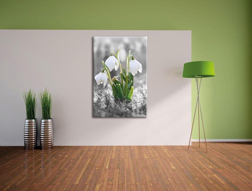 Pixxprint schöne Schneeglöckchen im Morgentau als Leinwandbild/Grösse: 100x70 cm/Wandbild/Kunstdruck