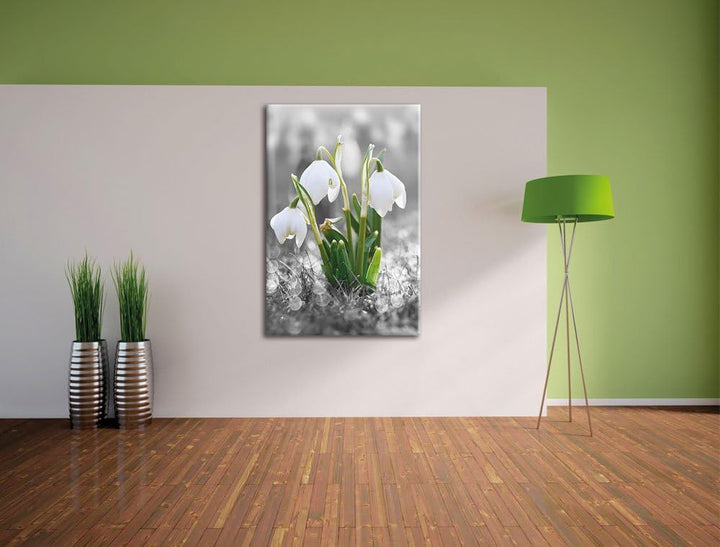 Pixxprint schöne Schneeglöckchen im Morgentau als Leinwandbild/Grösse: 100x70 cm/Wandbild/Kunstdruck