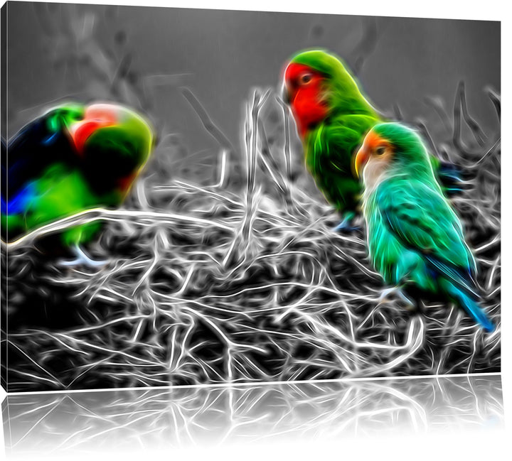 kleine süsse Papageien im Nest schwarz/weiss Deluxe Format: 100x70 cm auf Leinwand, XXL riesige Bild