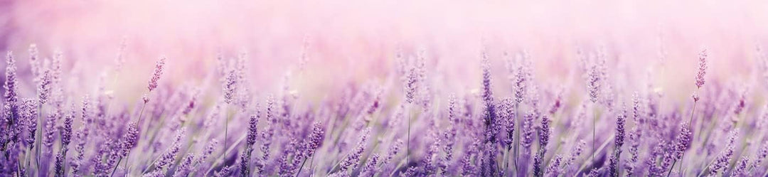 DIMEX Küchenrückwand Folie Selbstklebend Lavendel 260 x 60 cm | Klebefolie - Dekofolie - Spritzschut