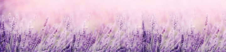 DIMEX Küchenrückwand Folie Selbstklebend Lavendel 260 x 60 cm | Klebefolie - Dekofolie - Spritzschut