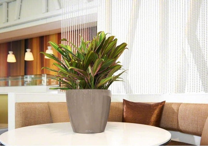 LECHUZA CLASSICO Premium LS 35 taupe hochglanz 16065 36x36x32.5 cm Taupe Hochglanz Einzel, 36x36x32.