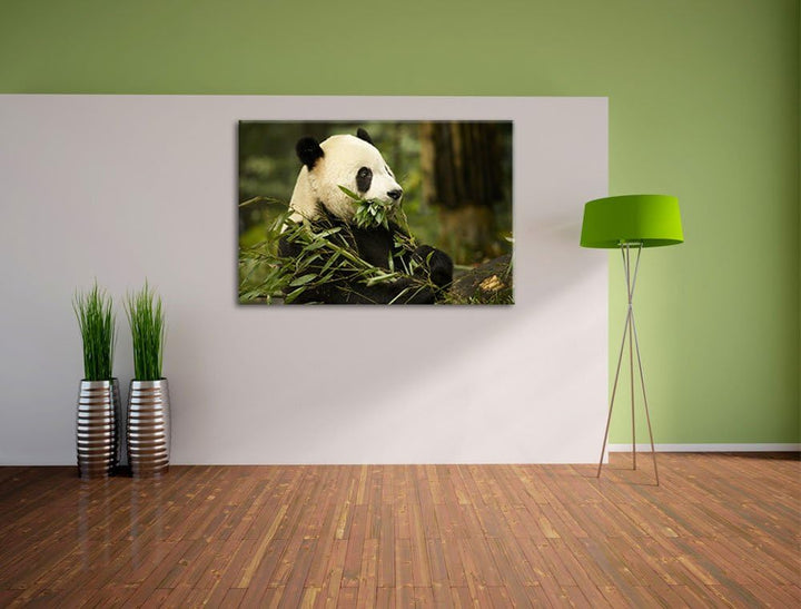 Pandabär beim Fressen Leinwand, XXL riesige Bilder fertig gerahmt mit Keilrahmen, Kunstdruck auf Wan