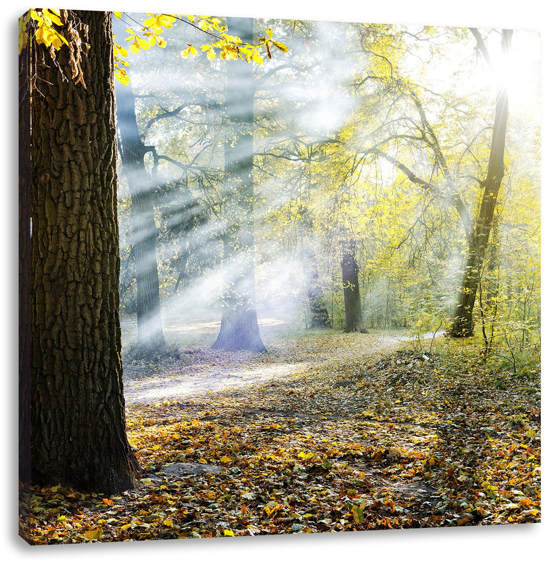 Sonnenstrahlen im Wald, Format: 70x70 auf Leinwand, XXL riesige Bilder fertig gerahmt mit Keilrahmen