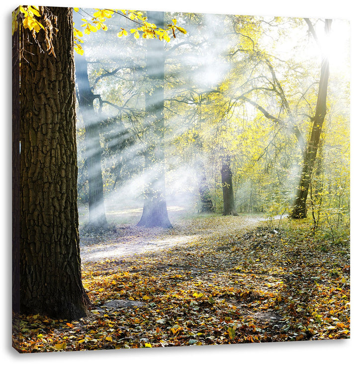 Sonnenstrahlen im Wald, Format: 70x70 auf Leinwand, XXL riesige Bilder fertig gerahmt mit Keilrahmen