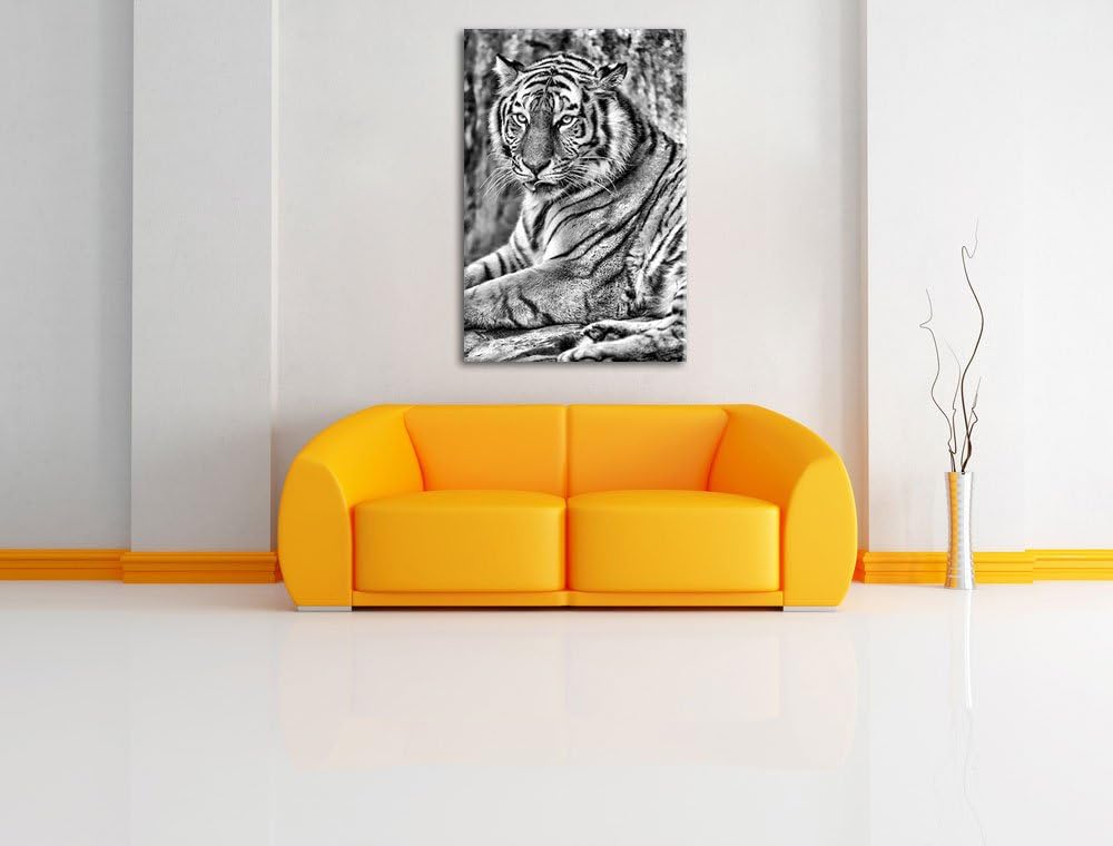 Pixxprint schöner Tiger beim Putzen / 100x70cm Leinwandbild bespannt auf Holzrahmen/Wandbild Kunstdr