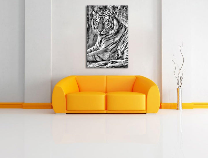 Pixxprint schöner Tiger beim Putzen / 100x70cm Leinwandbild bespannt auf Holzrahmen/Wandbild Kunstdr