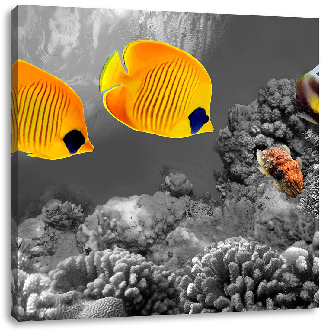 Pixxprint Fische über Korallenriff als Leinwandbild/Grösse: 70x70 cm/Wandbild/Kunstdruck/fertig besp