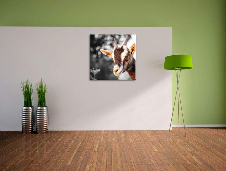 süsse Ziege schwarz/weiss, Format: 70x70 auf Leinwand, XXL riesige Bilder fertig gerahmt mit Keilrah