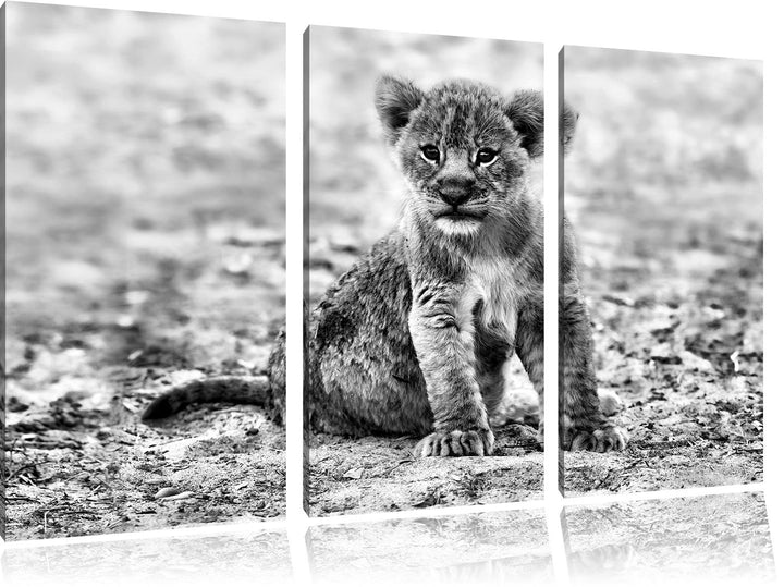 Pixxprint Verlassenes Löwenbaby als Leinwandbild/Grösse: 3 Teilig (120x80) cm/Wandbild/Kunstdruck/fe
