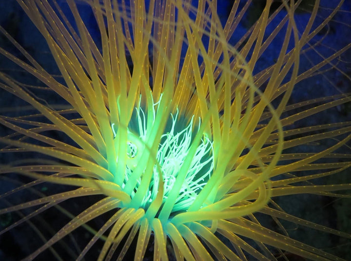 SeaLife Sea Dragon Fluoaro Dual Beam Tauchlampe Videoleuchte