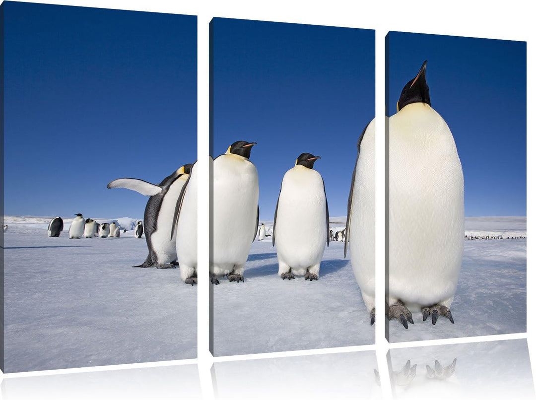 Pixxprint Kaiserpiguine in Antarktis / 3-Teilig/Gesamtmass 120cm Leinwandbild bespannt auf Holzrahme