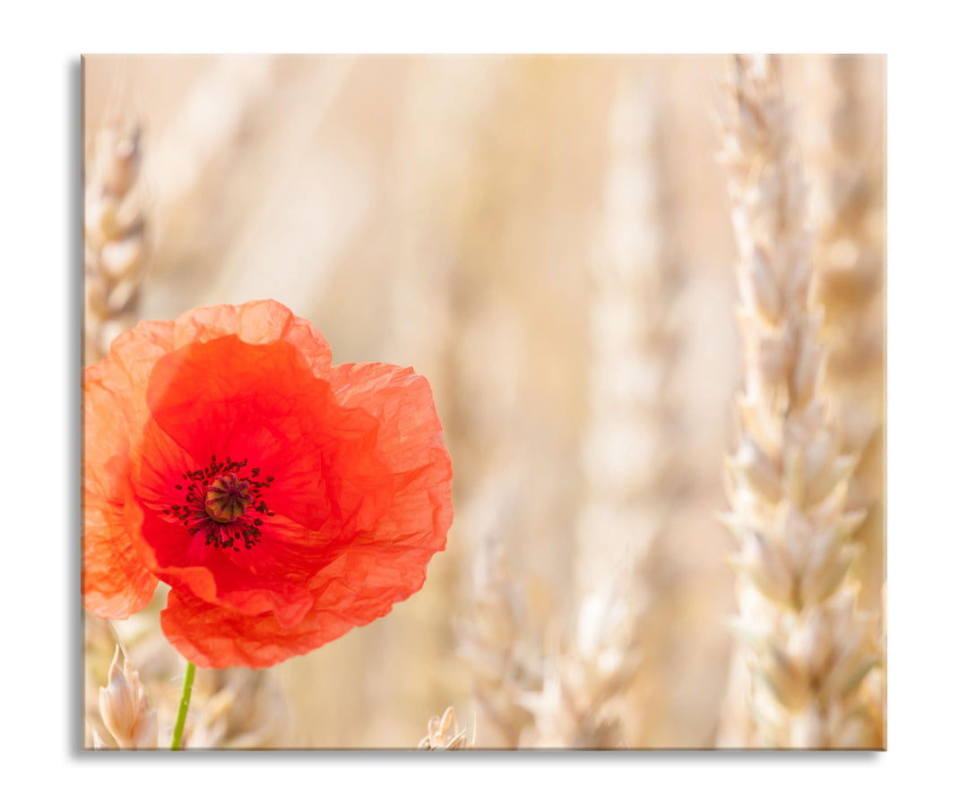 Mohnblume im Kornfeld Herdabdeckplatte & Spritzschutz aus Echtglas | Für Herd-Kochfelder | 60x52 cm