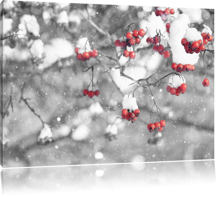 Pixxprint Vogelbeeren mit Schnee bedeckt Schwarz/Weiss, Format: 100x70 auf Leinwand, XXL riesige Bil