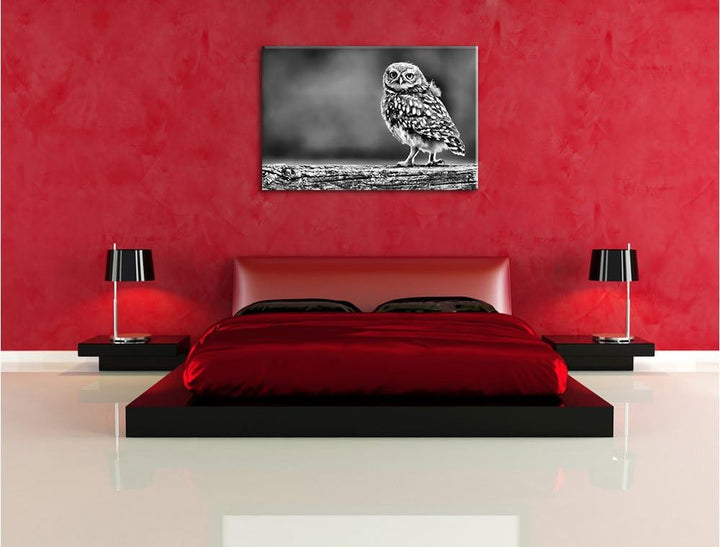 Pixxprint Kleine Eule auf Baum / 100x70cm Leinwandbild bespannt auf Holzrahmen/Wandbild Kunstdruck D