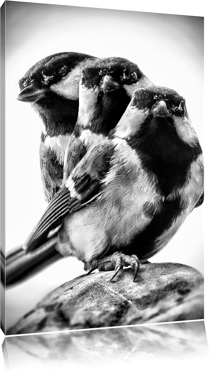 Pixxprint schöne Blaumeisen / 100x70cm Leinwandbild bespannt auf Holzrahmen/Wandbild Kunstdruck Deko