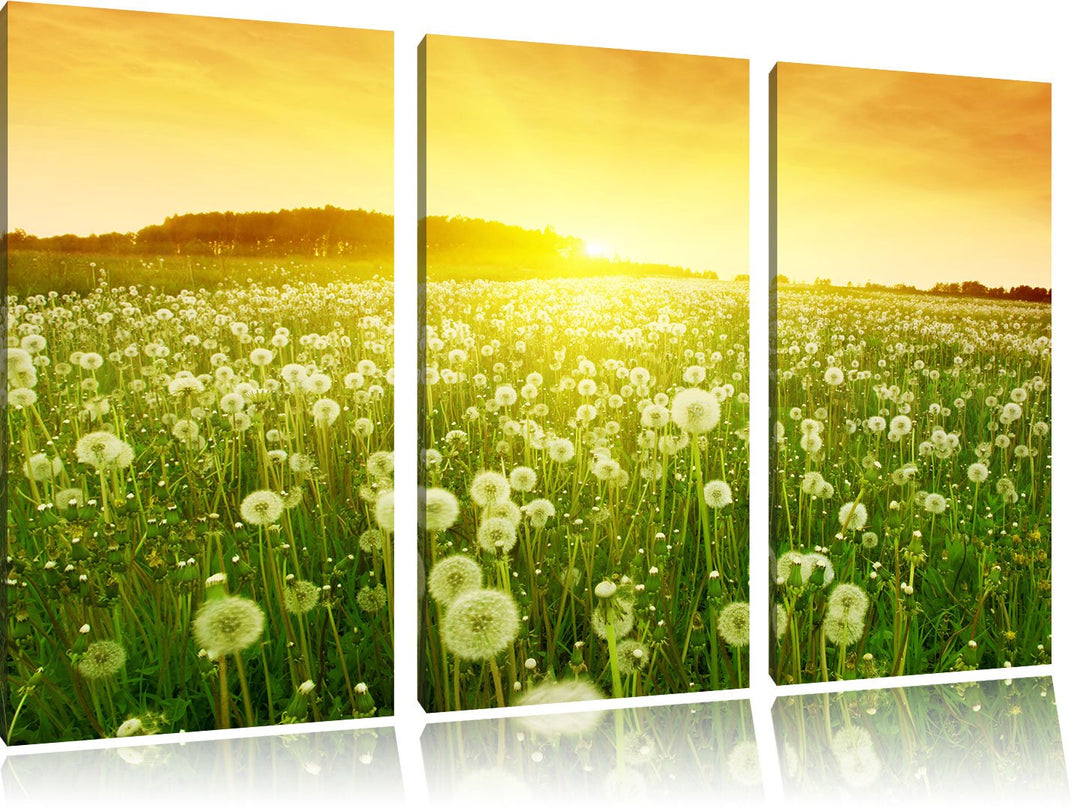 Pixxprint Pusteblumen Sonnenuntergang als Leinwandbild/Grösse: 3 Teilig (120x80) cm/Wandbild/Kunstdr