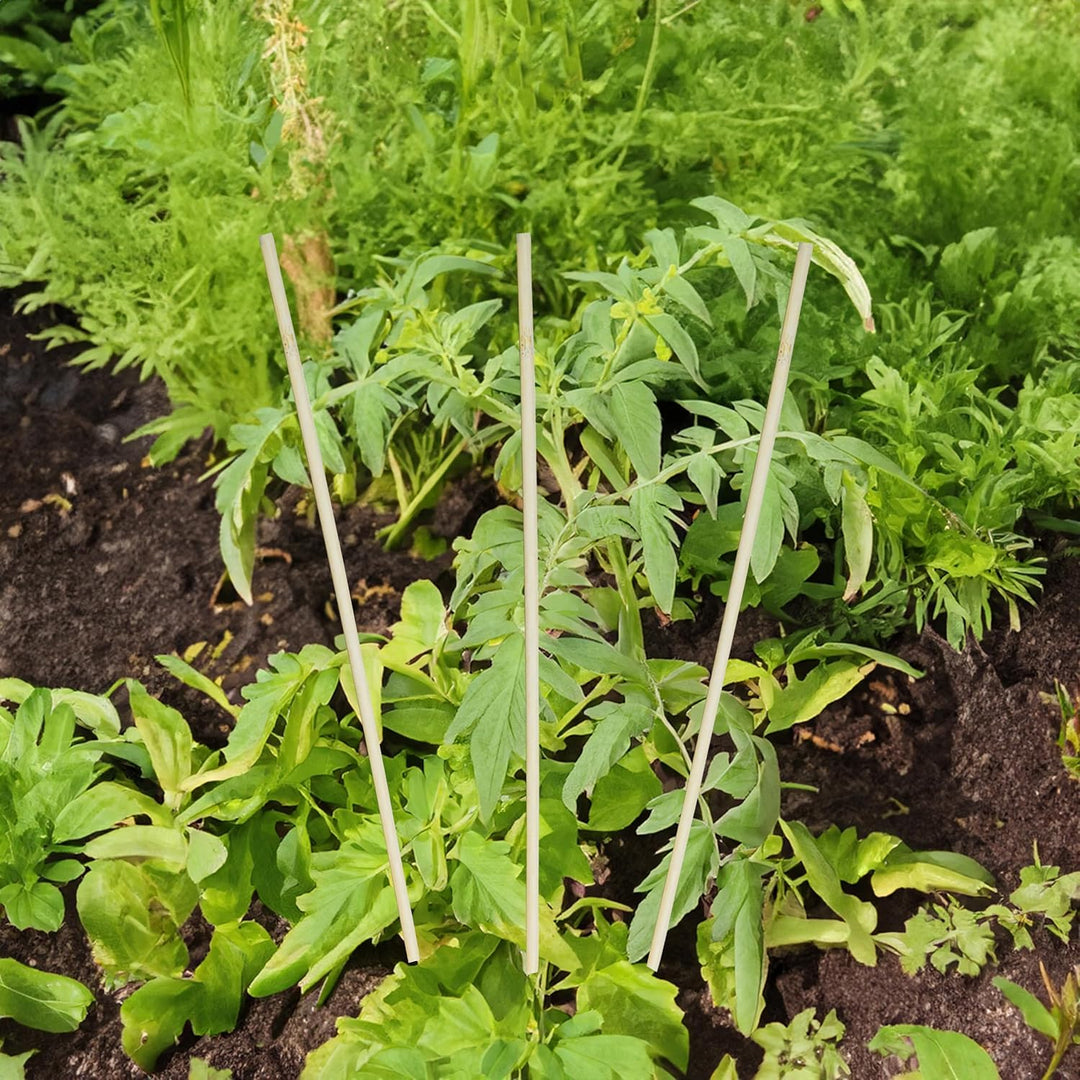 Bambus Splittstab 60 cm Natur - 200 Stück - Anzuchthilfe für Pflanztöpfe und Beete - Garten Pflanzst