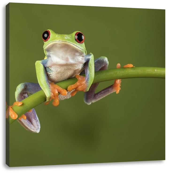 Baum-Frosch auf Bambus, Format: 70x70 auf Leinwand, XXL riesige Bilder fertig gerahmt mit Keilrahmen