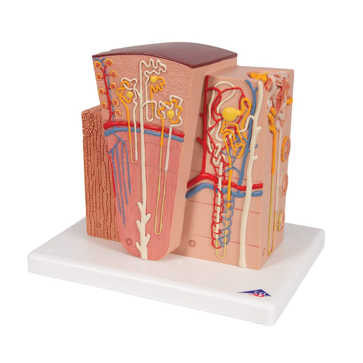 3B Scientific Menschliche Anatomie - MICROanatomy™ Niere + kostenlose Anatomie App - 3B Smart Anatom