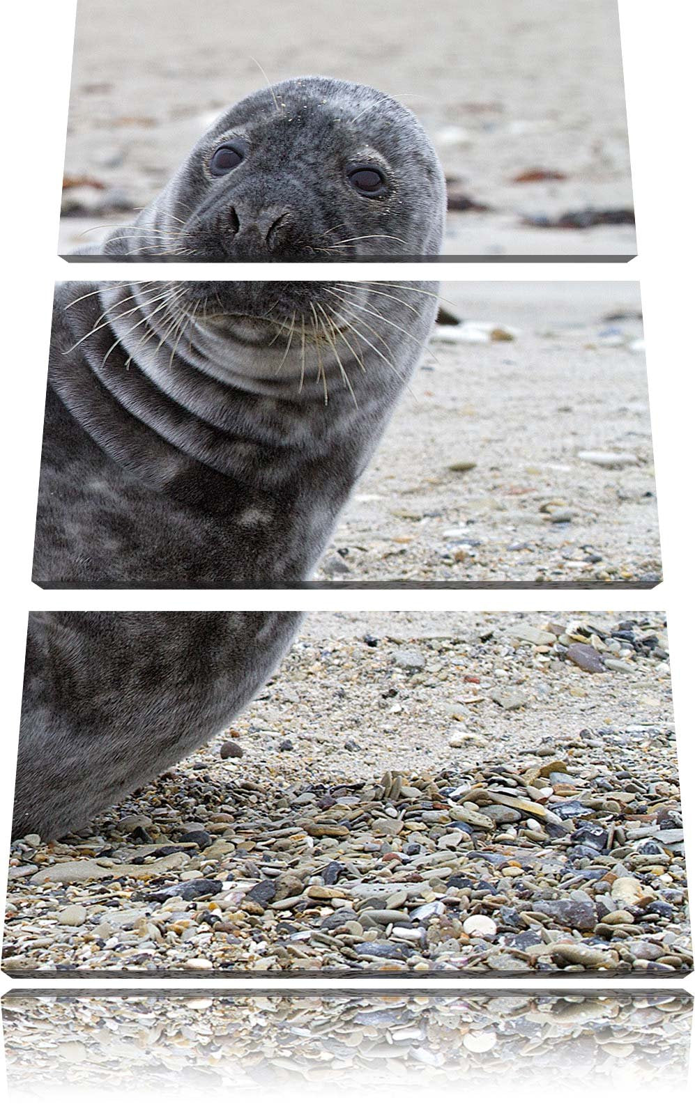 Pixxprint Robbe an Kiesstrand als Leinwandbild/Grösse: 3 Teilig (120x80) cm/Wandbild/Kunstdruck/fert
