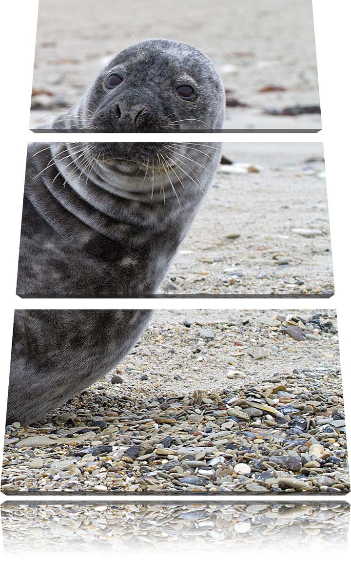 Pixxprint Robbe an Kiesstrand als Leinwandbild/Grösse: 3 Teilig (120x80) cm/Wandbild/Kunstdruck/fert