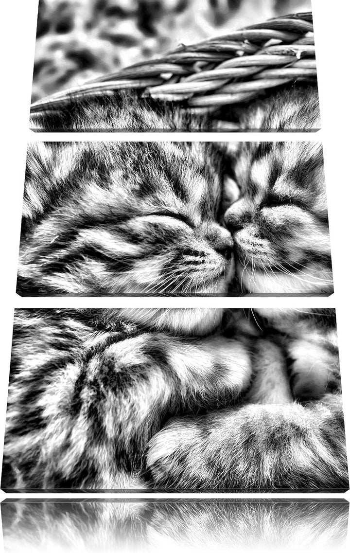 Pixxprint Baby Katze als Leinwandbild/Grösse: 3 Teilig (120x80) cm/Wandbild/Kunstdruck/fertig bespan