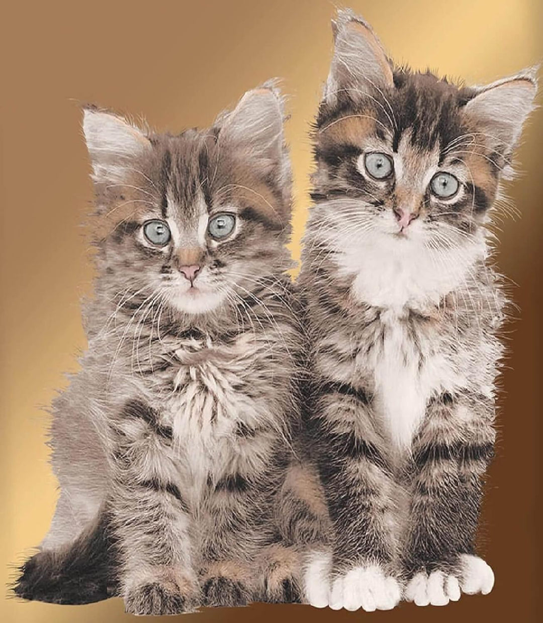 BrandMac Bettwäsche-Set mit Katzenbaby-Motiv 135x200 80x80 Bettzeug Bettware Katze Kitten Welpe, Bei