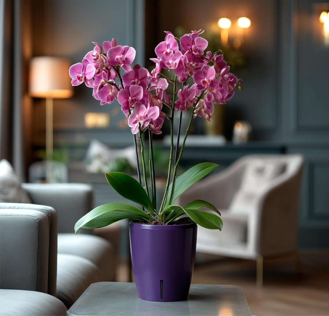 Santino 6er-Set Orchideentopf D 15cm. Selbstbewässernder Topf mit Dochtsystem und Wasserstandsanzeig
