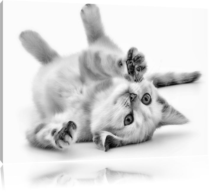 Monocrome, Kleine Katze, Format: 100x70 auf Leinwand, XXL riesige Bilder fertig gerahmt mit Keilrahm