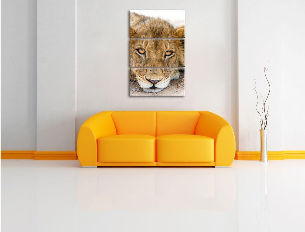 Pixxprint wachsame Löwin 3-Teiler Leinwandbild 120x80 Bild auf Leinwand