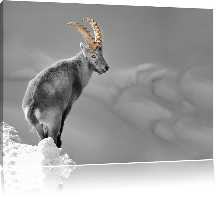 schöner Steinbock im Schnee schwarz/weiss Format: 100x70 auf Leinwand, XXL riesige Bilder fertig ger