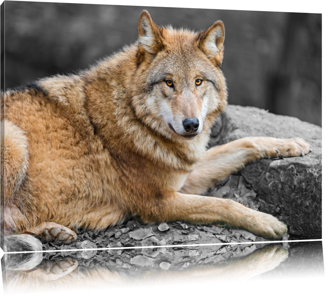 stolzer Wolf auf Stein schwarz/weiss auf Leinwand, XXL riesige Bilder fertig gerahmt mit Keilrahmen,