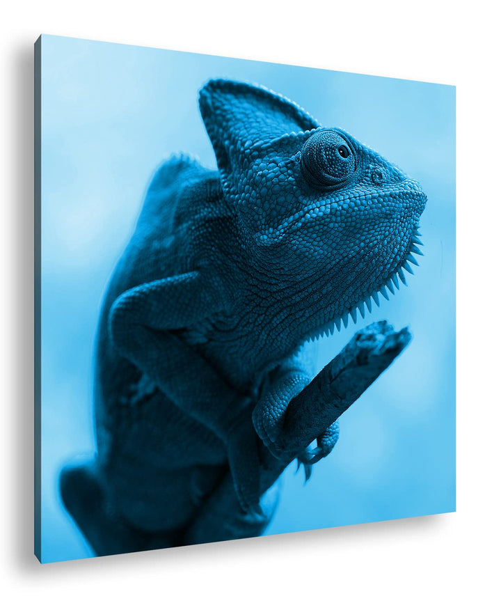 deyoli exotisches Chamäleon Format: 60x60 Effekt: Monocrome Blau als Leinwandbild, Motiv fertig gera