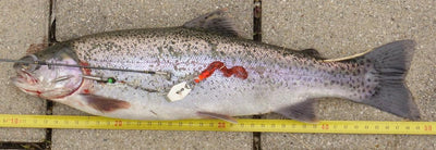 Chatterbait von Twin-Turner®, Set 4 St., Köderherstellung seit 2004, Kunstköder, Spinnköder, Blinker