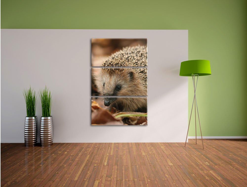 Pixxprint Kleiner Igel als Leinwandbild/Grösse: 3 Teilig (120x80) cm/Wandbild/Kunstdruck/fertig besp