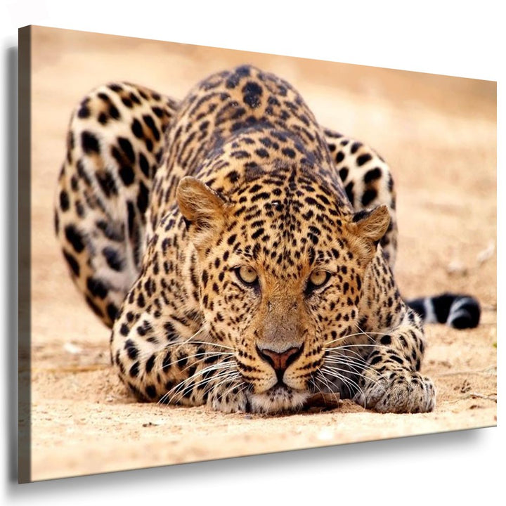 Julia-Art - Bilder Leopard Leinwand mit Keilrahmen 100 x 70 cm Leinwandbild XXL Wandbild Tiere Kunst