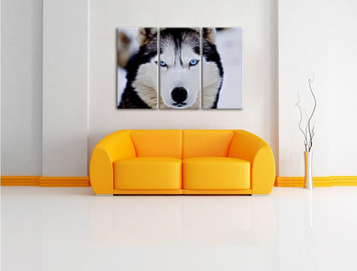 Pixxprint Husky Neon Lights Effekt 3-Teiler Leinwandbild 120x80 Bild auf Leinwand