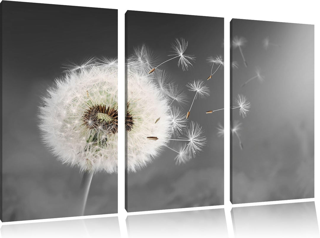Pixxprint Löwenzahn Samen als Leinwandbild | Grösse: 3 Teilig (120x80) | Wandbild| Kunstdruck | fert