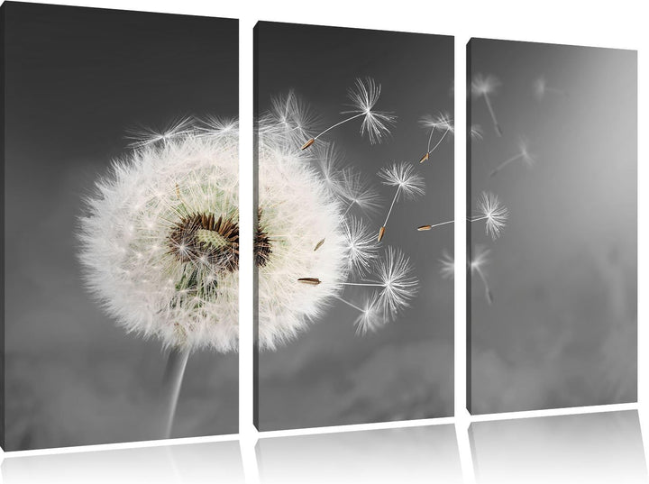 Pixxprint Löwenzahn Samen als Leinwandbild | Grösse: 3 Teilig (120x80) | Wandbild| Kunstdruck | fert