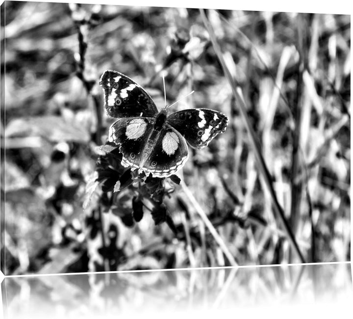 Pixxprint Monocrome, aussergewöhnlicher Schmetterling auf Grashalm, Format: 100x70 auf Leinwand, XXL