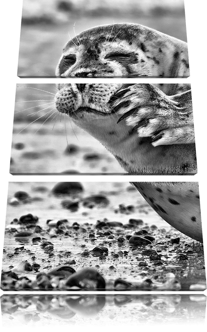 Pixxprint süsse Robbe beim Putzen als Leinwandbild/Grösse: 3 Teilig (120x80) cm/Wandbild/Kunstdruck/