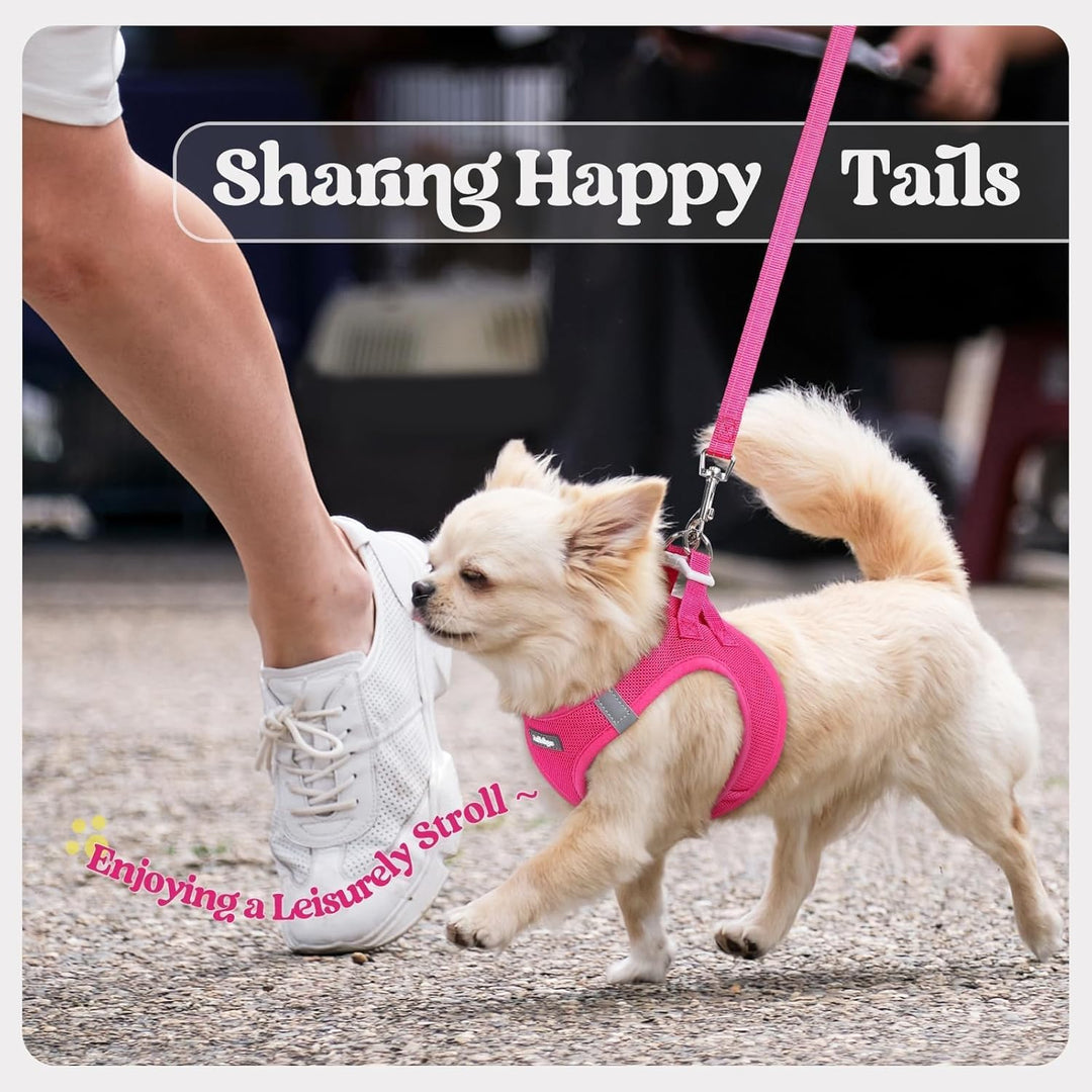 rabbitgoo Hundegeschirr Kleine Hunde mit Leine, Step-in Welpengeschirr Weich Mesh für Spaziergänge,
