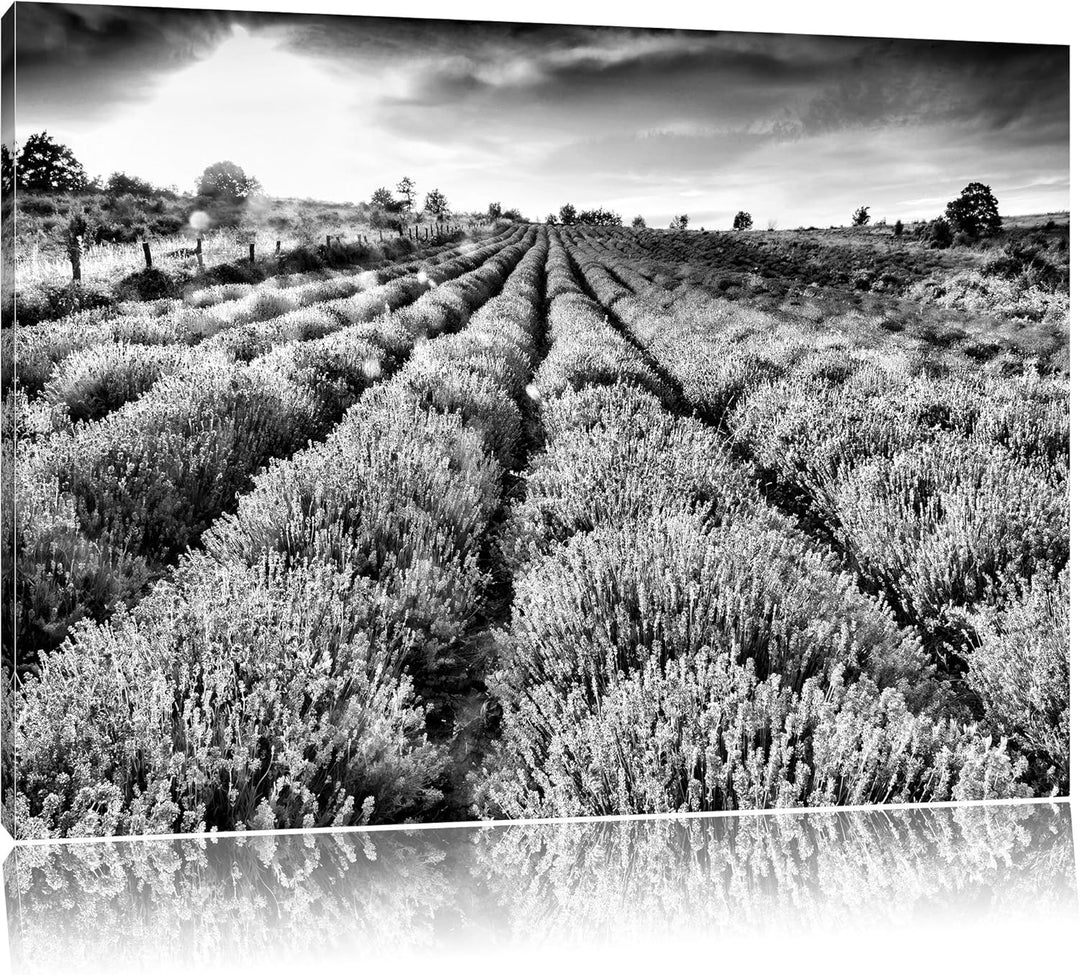 Pixxprint Monocrome, Lavendelfeld Provence, Format: 100x70 auf Leinwand, 100x70