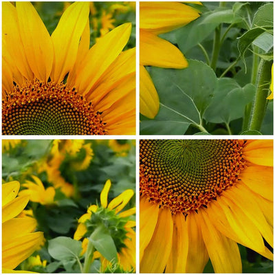 Bilder auf Leinwand 100x70cm Leinwandbild Wolken Sonnenblumen Plantagen Gross Wanddeko Bild Schlafzi