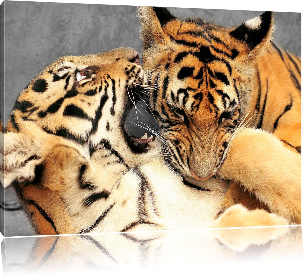 Pixxprint Zwei Junge Tiger beim Kämpfen als Leinwandbild/Grösse: 100x70 cm/Wandbild/Kunstdruck/ferti