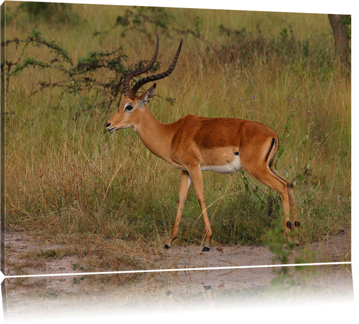 Dorkasgazelle in der Savanne Leinwand, XXL riesige Bilder fertig gerahmt mit Keilrahmen, Kunstdruck